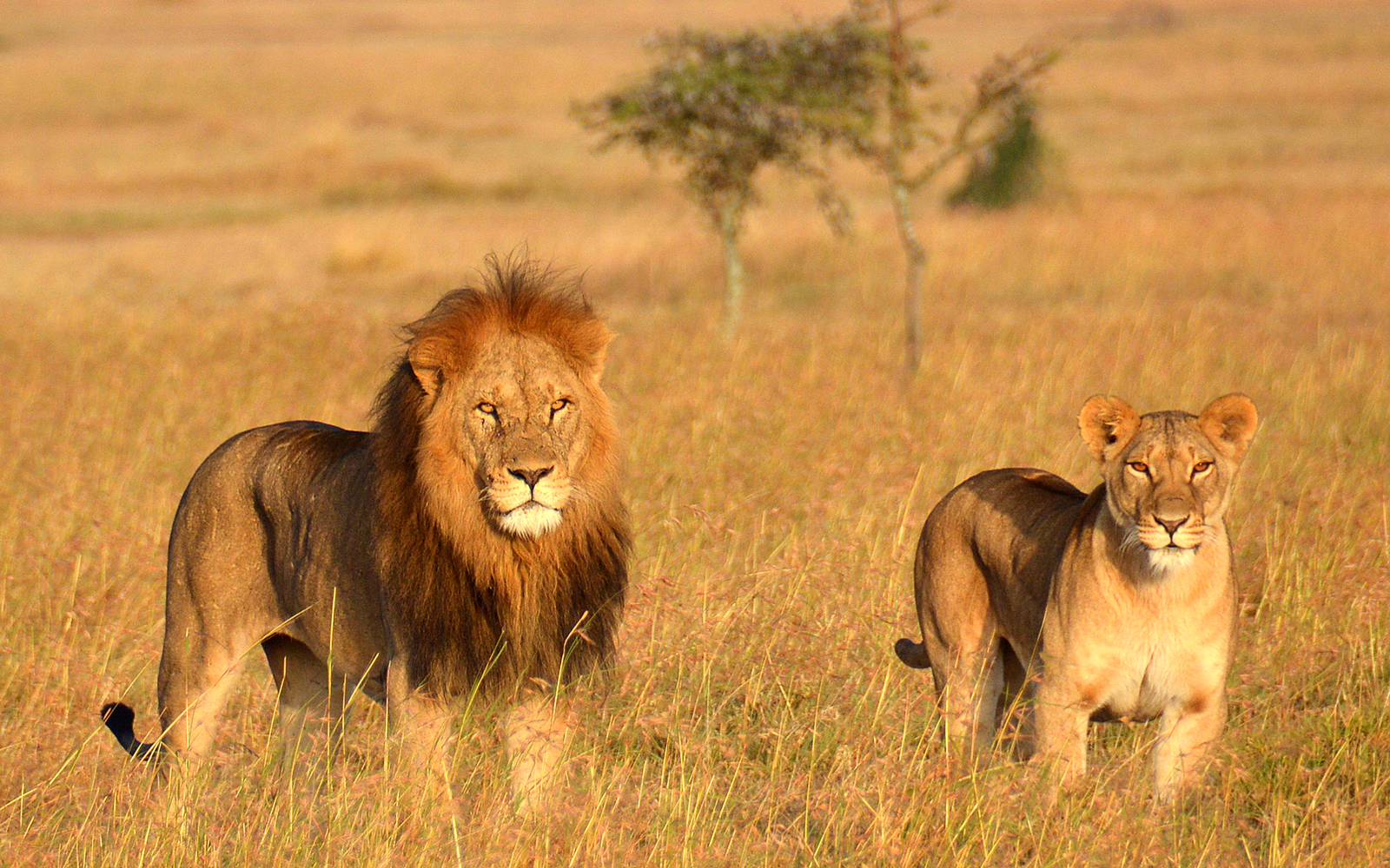 Ngorongoro Crater Lions Ngorongoro Lions