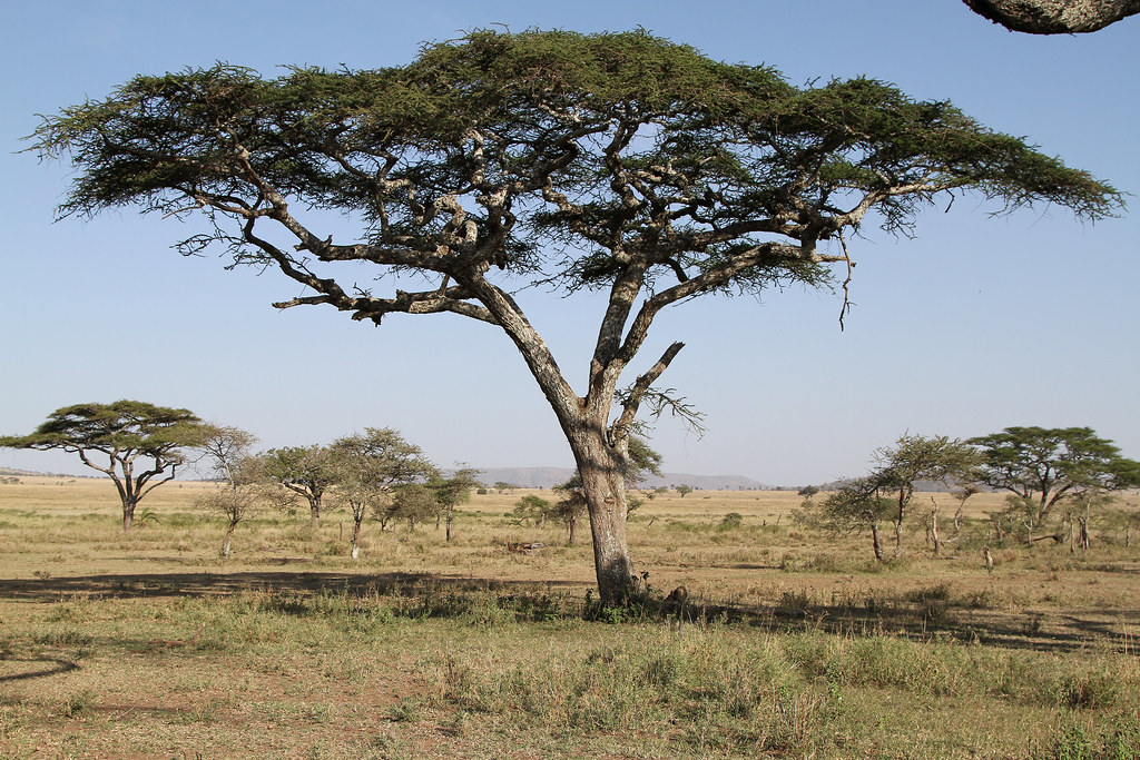 Plants in Serengeti National park | serengeti plants