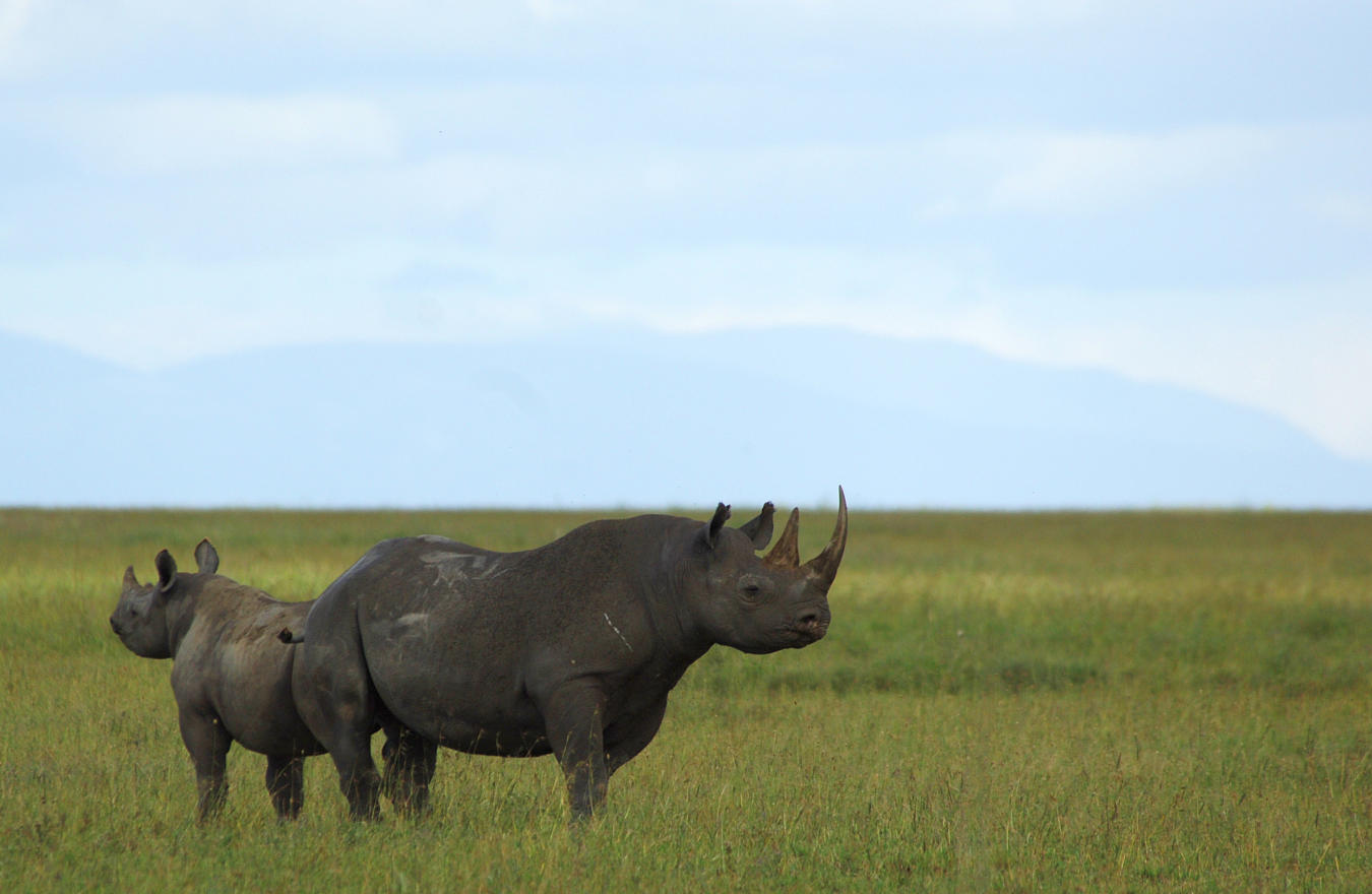 Black Rhinos in Ngorongoro crater